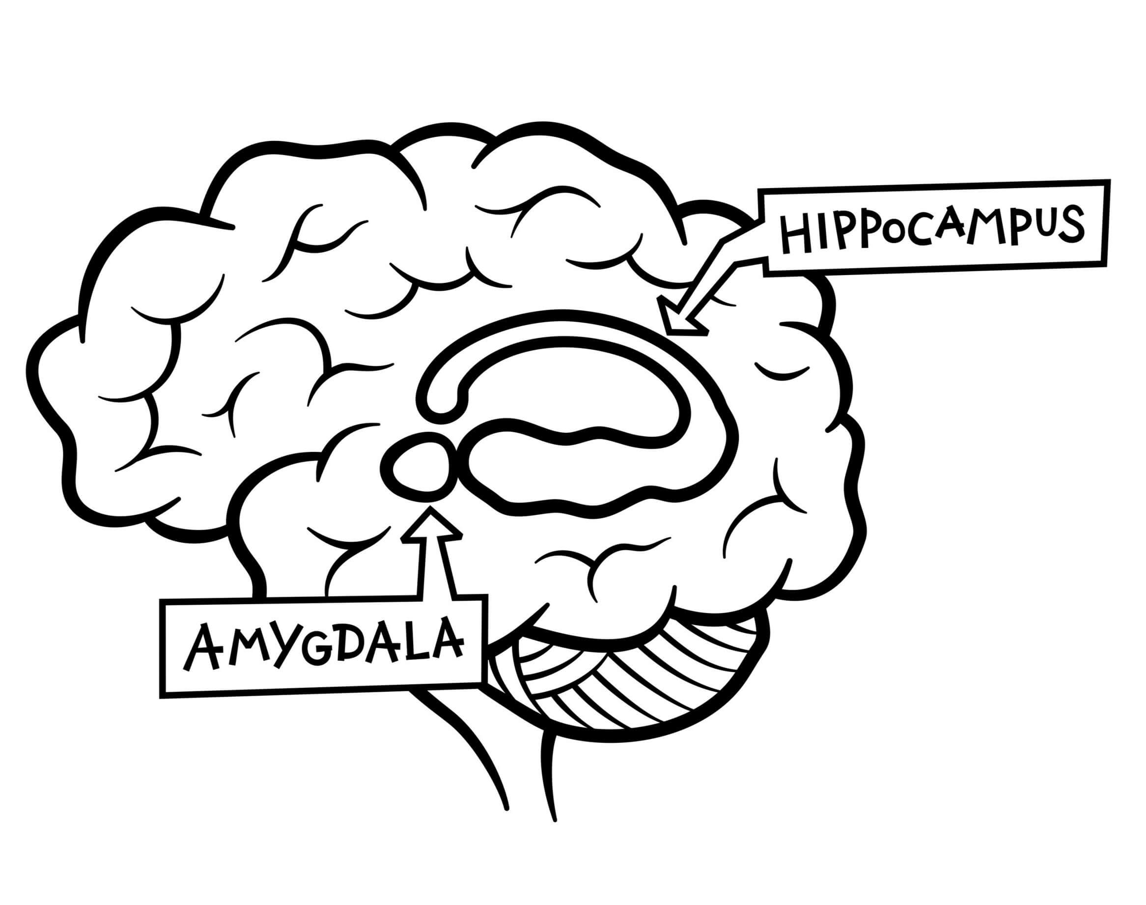 Amygdala and hippocampus in the human brain image