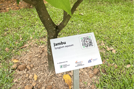 jambu board