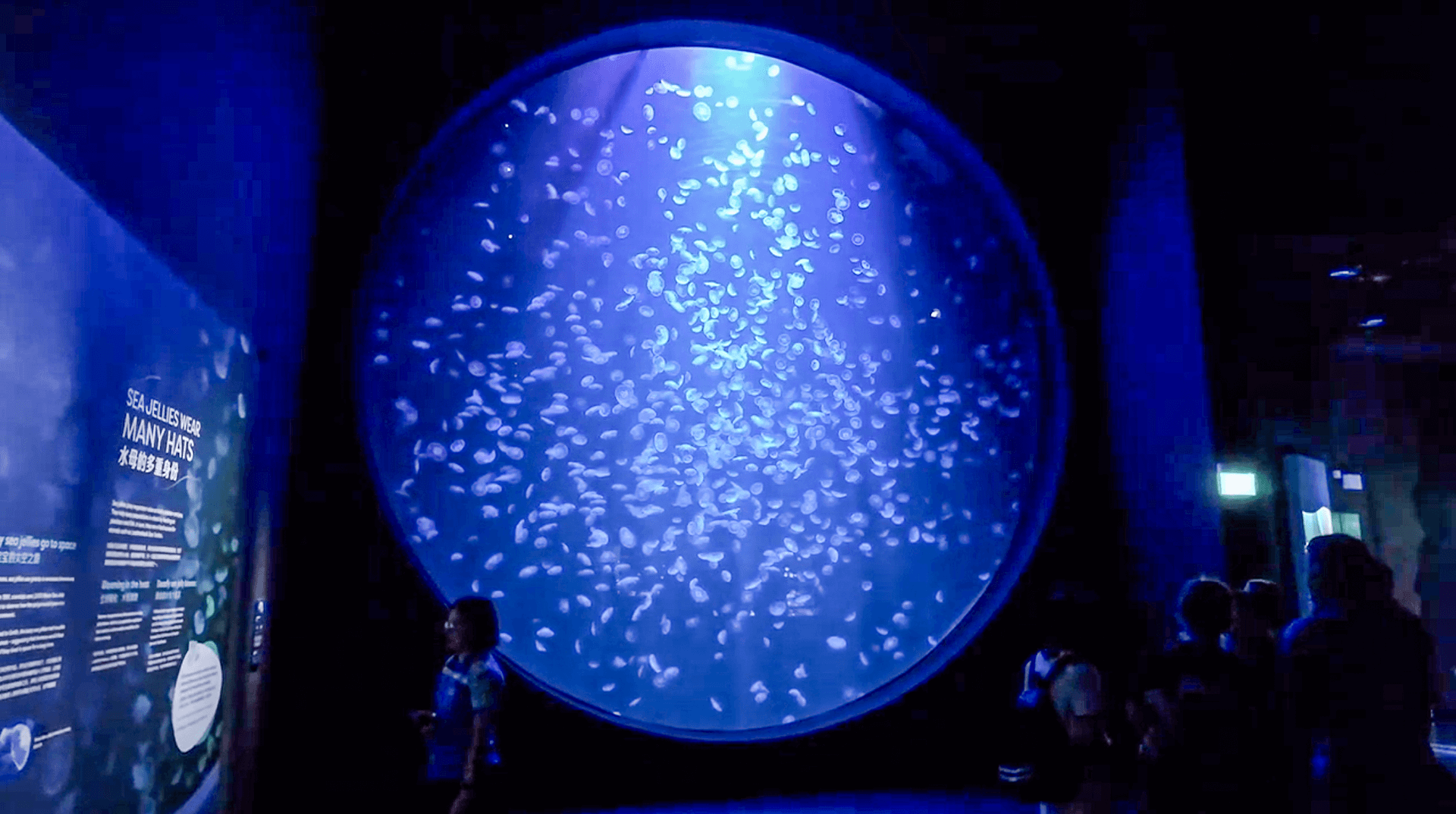 Ocean wonder, the largest sea jellies tank
