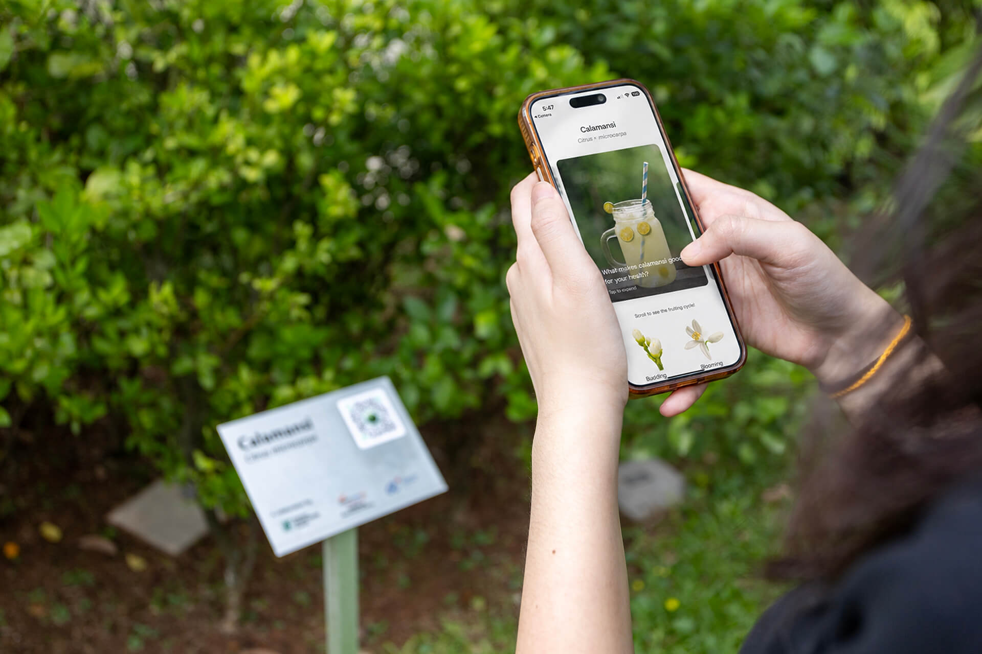 Upon scanning the plant QR code at the SGH Bicentennial Genomic Garden, visitors are greeted with a sensory prompt before being presented with the scientific research behind the plant.